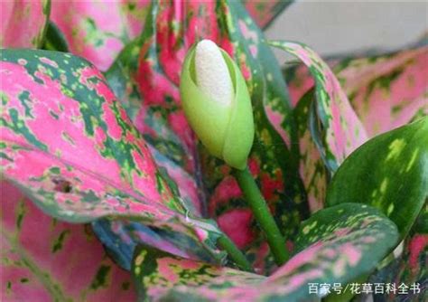 如意花開花|如意皇后开花预兆什么